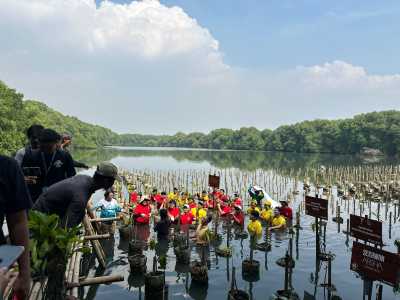 Maxim Indonesia Gaet Kementerian Lingkungan Tanam 700 Bibit Mangrove

